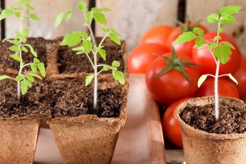 Семена томатов для посадки: лучшие сорта и гибриды